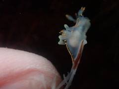 Ancula gibbosa