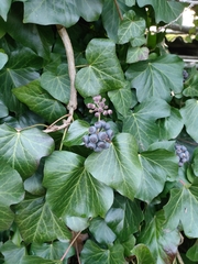 Hedera crebrescens