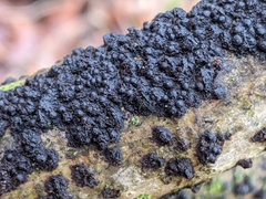 Rosellinia corticium