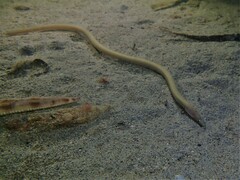 Big-Eyed Worm Eel photo 1