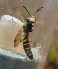 Cerceris arenaria