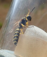 Cerceris arenaria