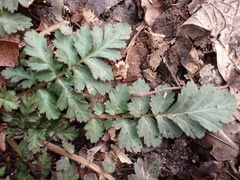 Erodium