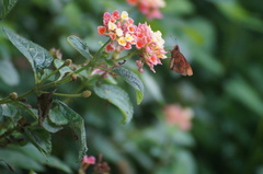 Miltomiges cinnamomea