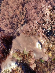 Lithophyllum incrustans