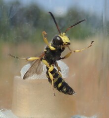 Cerceris arenaria