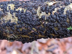 Rosellinia corticium