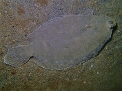 Pseudorhombus jenynsii