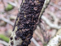 Rosellinia corticium