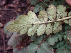 Erodium