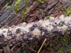 Rosellinia corticium