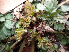 Erodium