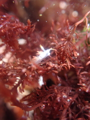Coryphella trilineata