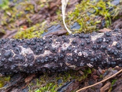 Rosellinia corticium