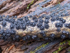 Rosellinia corticium