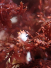 Coryphella trilineata