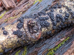 Rosellinia corticium