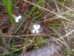 Viola vittata