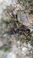 Tetramorium caespitum