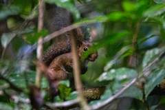 Sciurus deppei