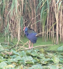 Porphyrio madagascariensis