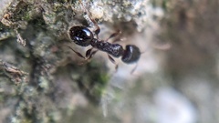 Tetramorium caespitum