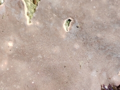 Lithophyllum incrustans