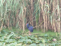 Porphyrio madagascariensis