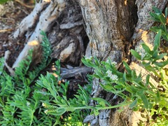 Heliotropium curassavicum