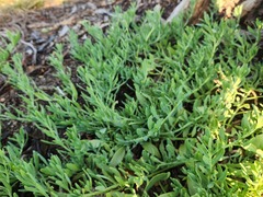 Heliotropium curassavicum