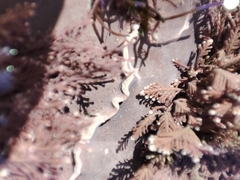 Lithophyllum incrustans