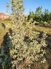 Conocarpus erectus sericeus
