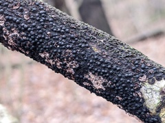 Rosellinia corticium