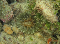 Actinostella flosculifera