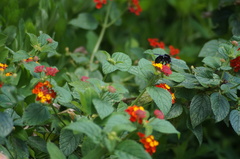 Bombus pauloensis