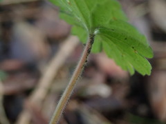 Geranium rotundifolium