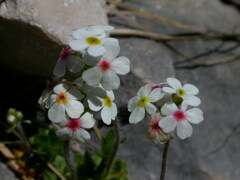 Androsace chamaejasme