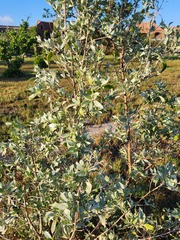 Conocarpus erectus sericeus