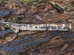 Rosellinia corticium