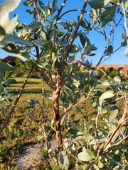 Conocarpus erectus sericeus