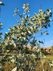 Conocarpus erectus sericeus