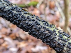 Rosellinia corticium