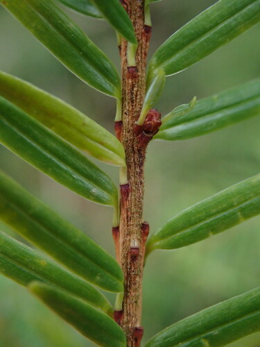 Forrest's hemlock (Tsuga forrestii)