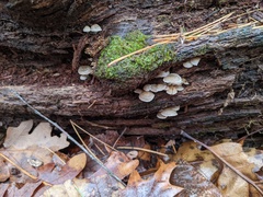 Mycena overholtsii