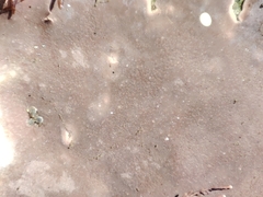 Lithophyllum incrustans