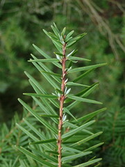 Tsuga forrestii