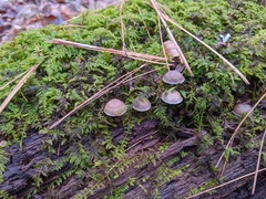 Mycena overholtsii