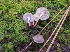 Mycena overholtsii