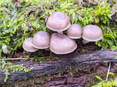 Mycena overholtsii