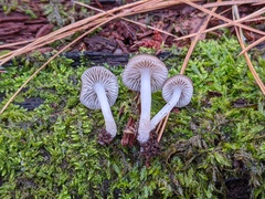 Mycena overholtsii